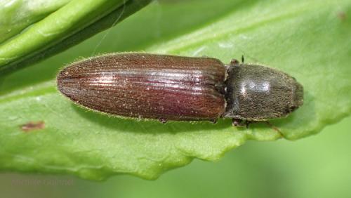 Réf. 284 650 : Athous sp.